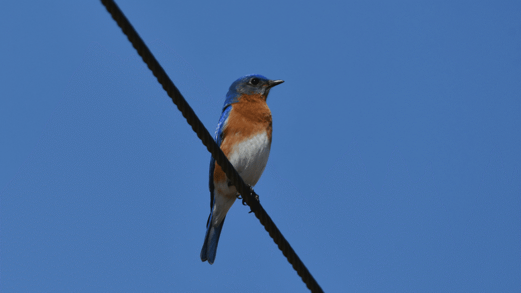 eastern bluebird