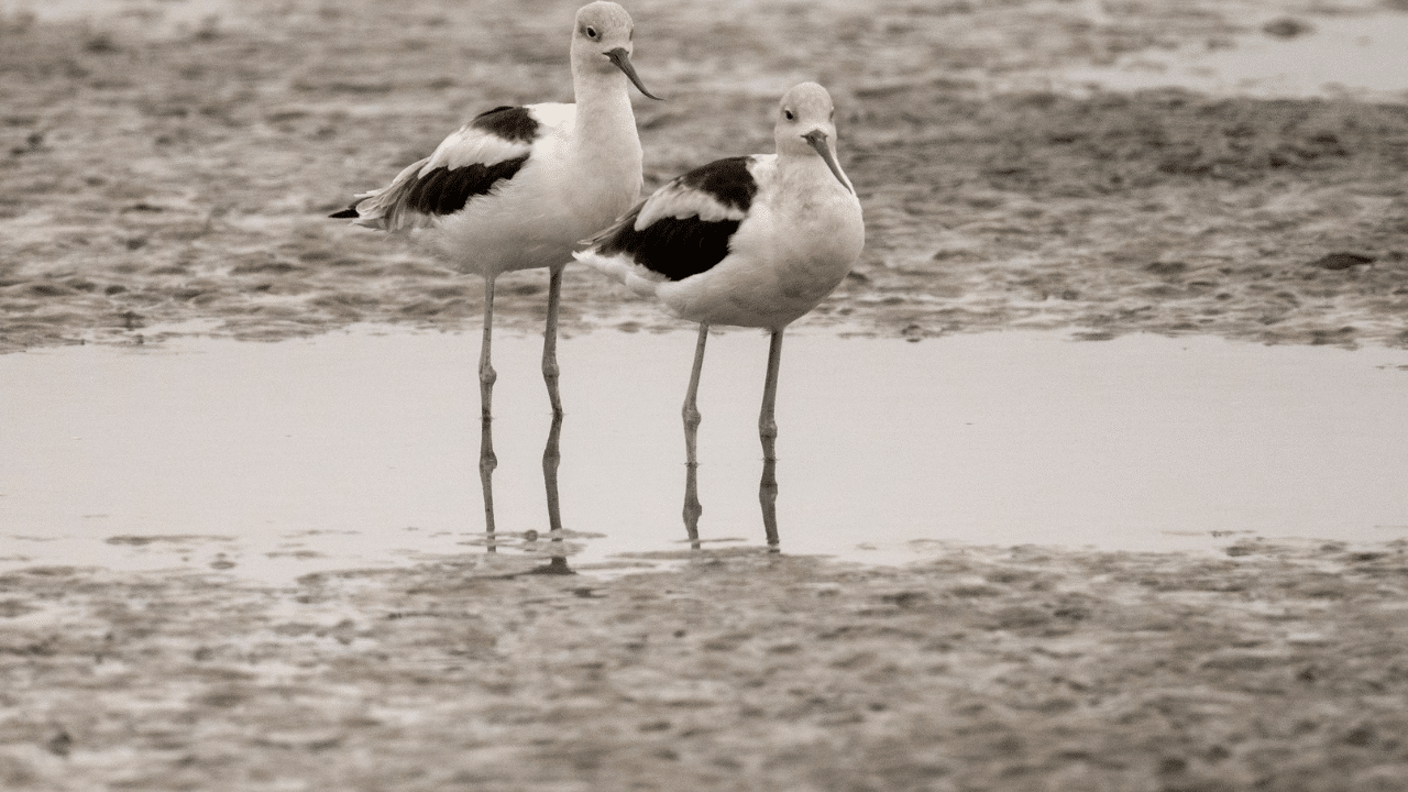 American Avocets - Big Salt Marsh
