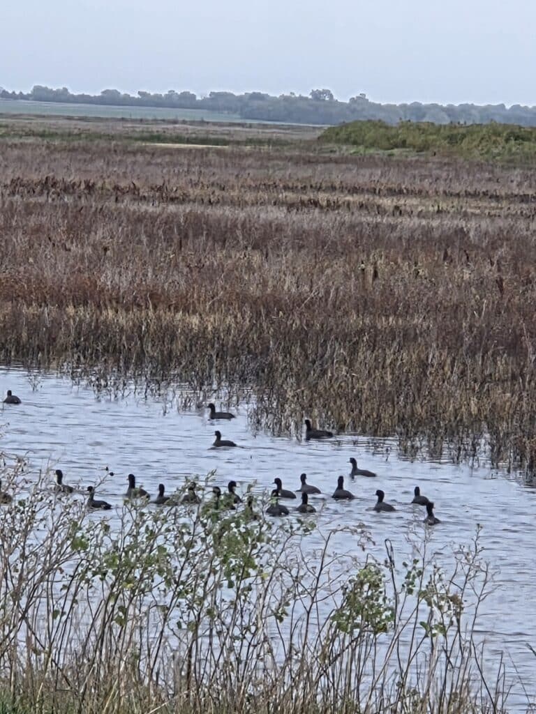 American Coots Cheyenne Bottoms