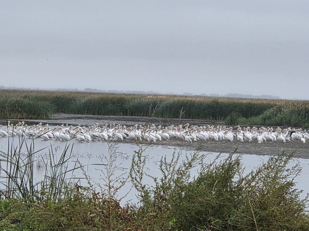 American Pelicans Cheyenne Bottoms