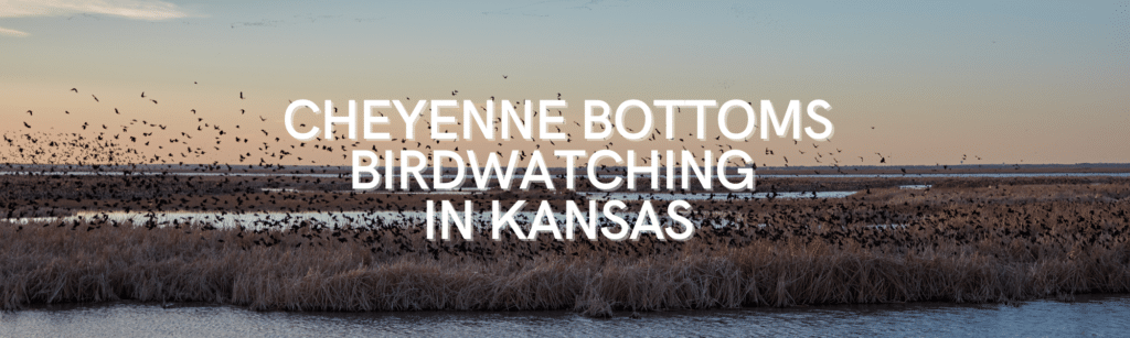 Cheyenne Bottoms Birdwatching in Kansas