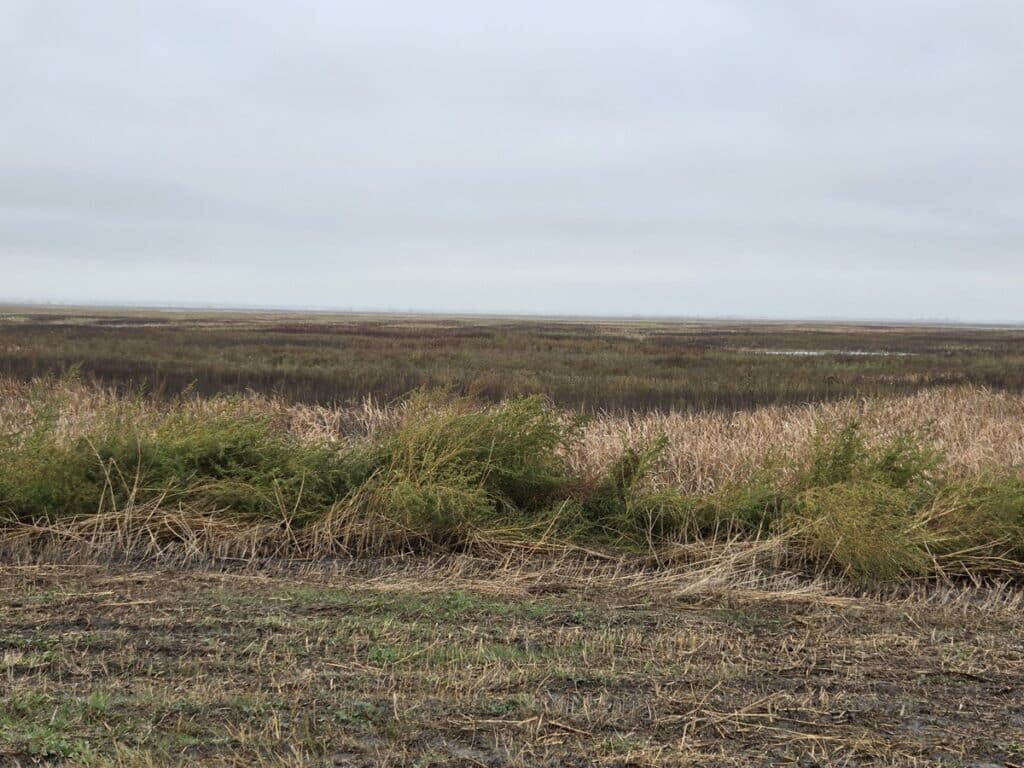 Cheyenne Bottoms Scenery