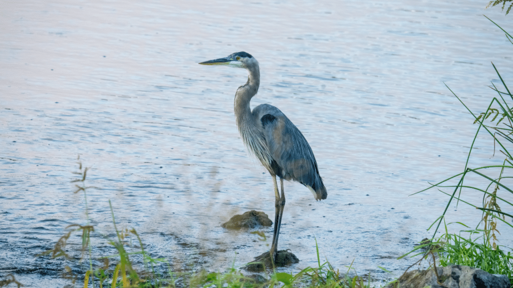 Great Blue Heron