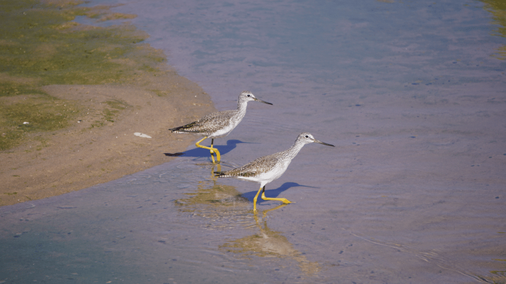 Greater Yellowlegs