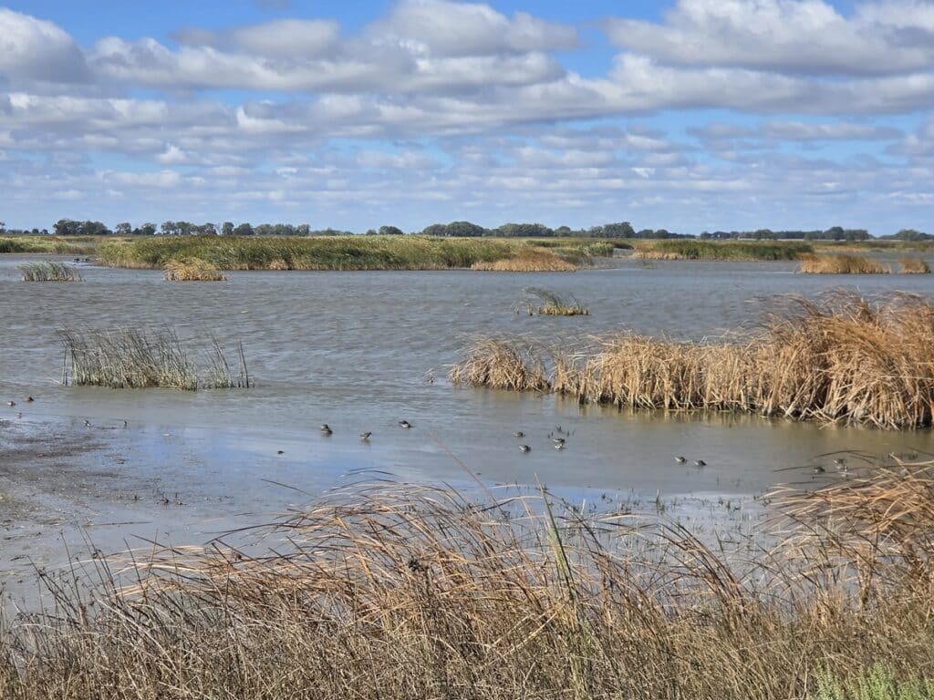 Little Salt Marsh