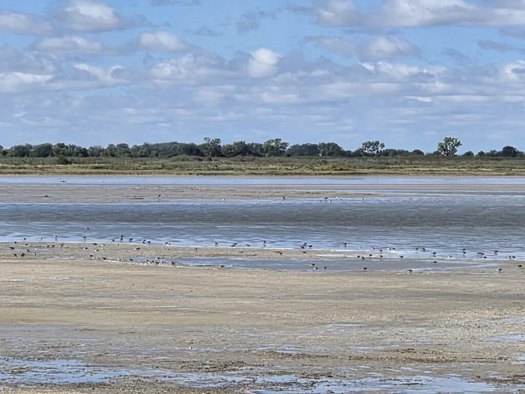 Little Salt Marsh from Blind
