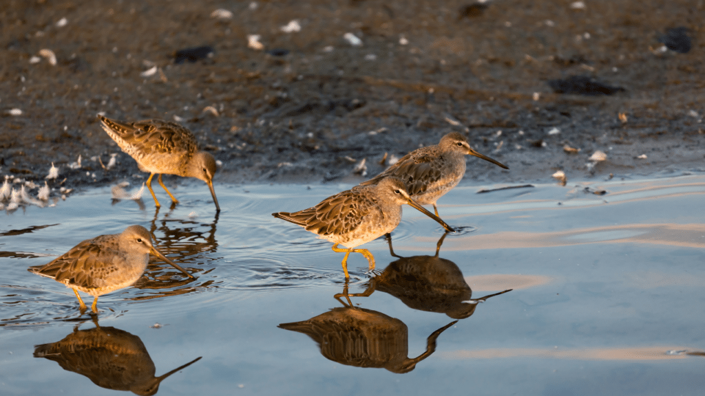 Long Billed Dowitchers