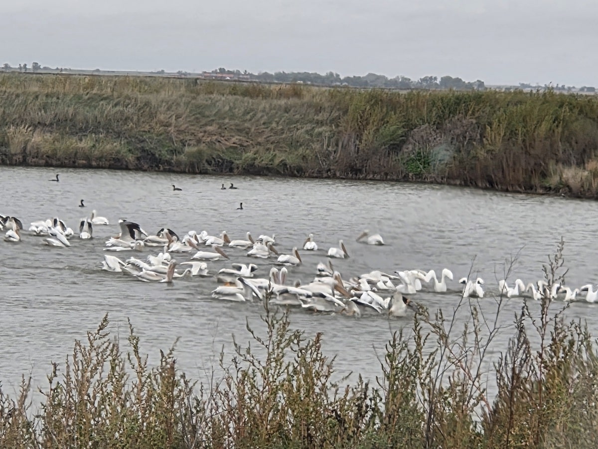Pelicans Fishing