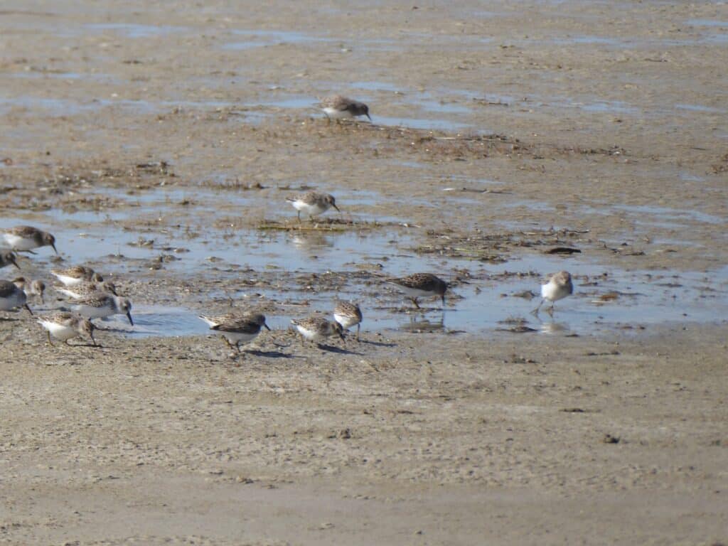 Sandpipers